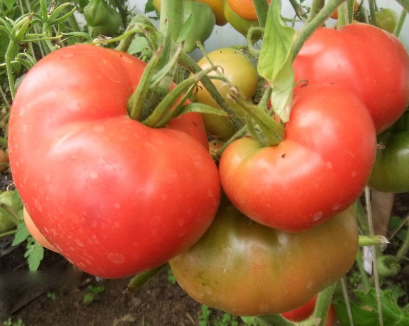 stambiavaisis pomidoras Žemės stebuklas