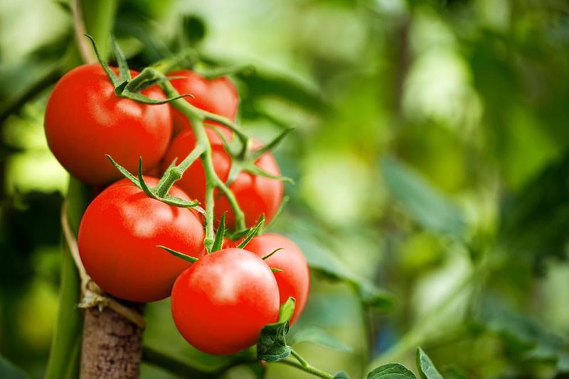високодоходен сорт домати