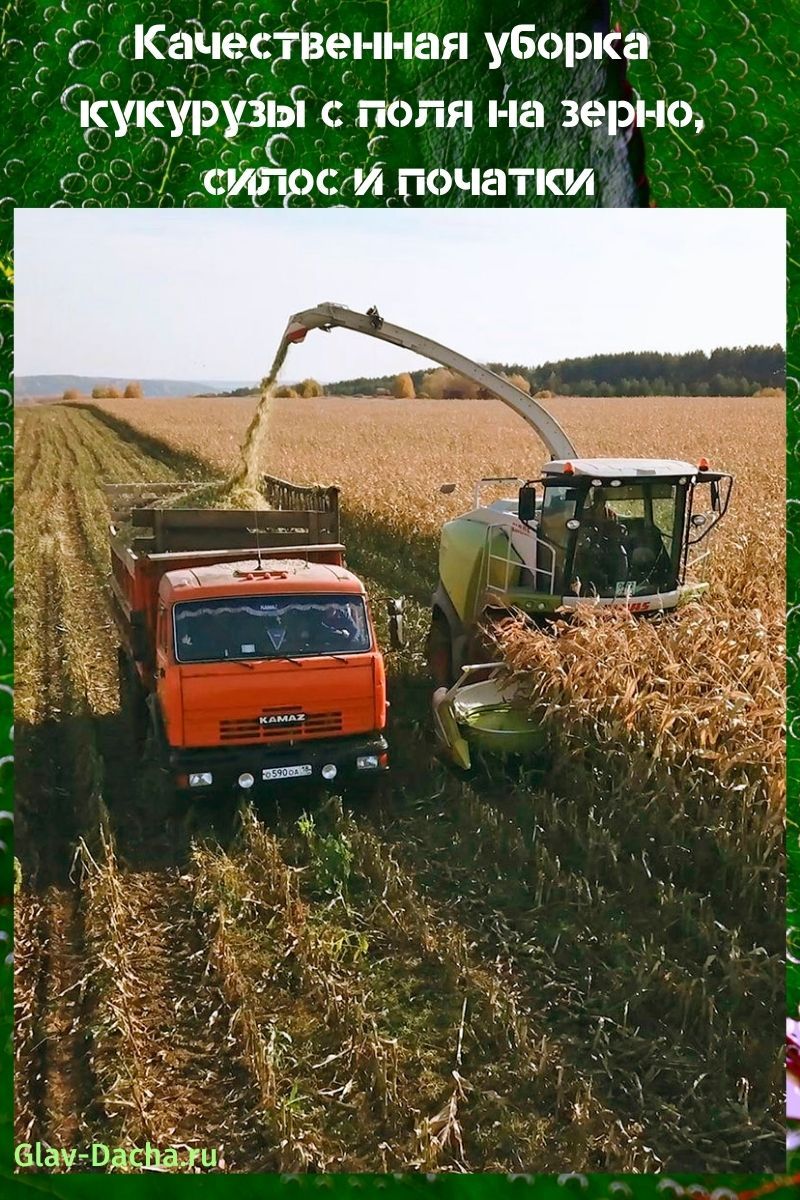 kukurūzas novākšana