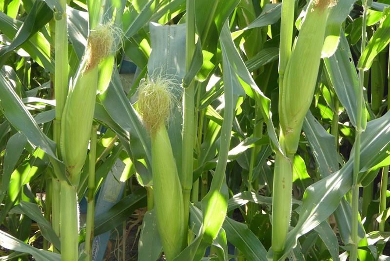etapas de maduración del maíz