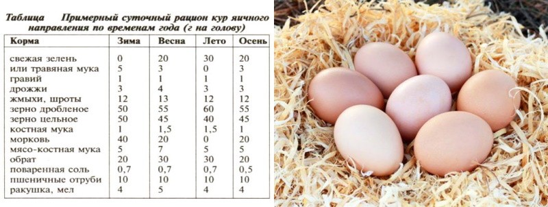 улога витамина у исхрани кокоши несилица