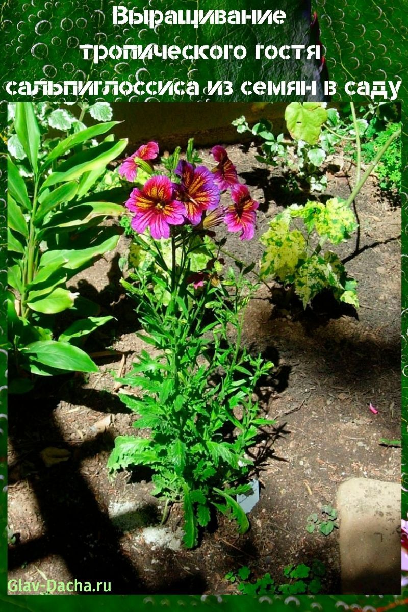 growing salpiglossis from seeds