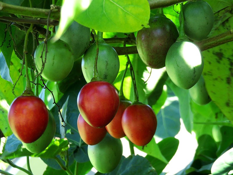 botaniska särdrag av tomatträdet