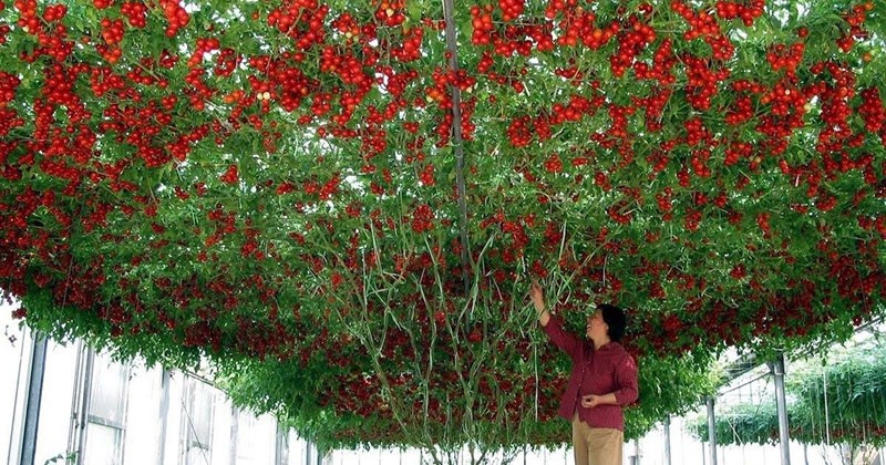 majestätisk tomarillo buske